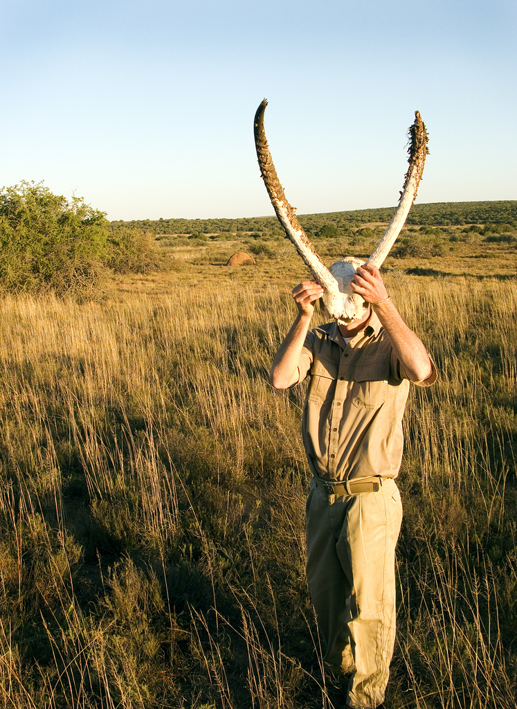 Bushbuck Horns